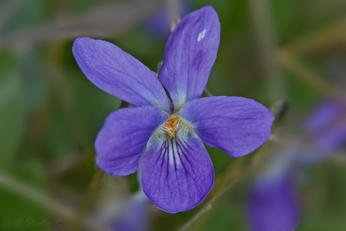 Image of Viola odorata specimen.