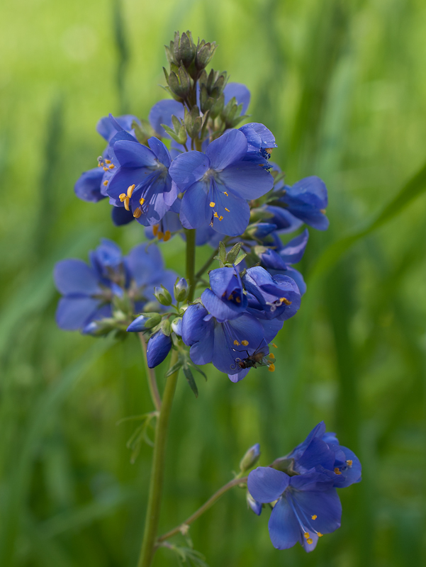 Изображение особи Polemonium caeruleum.