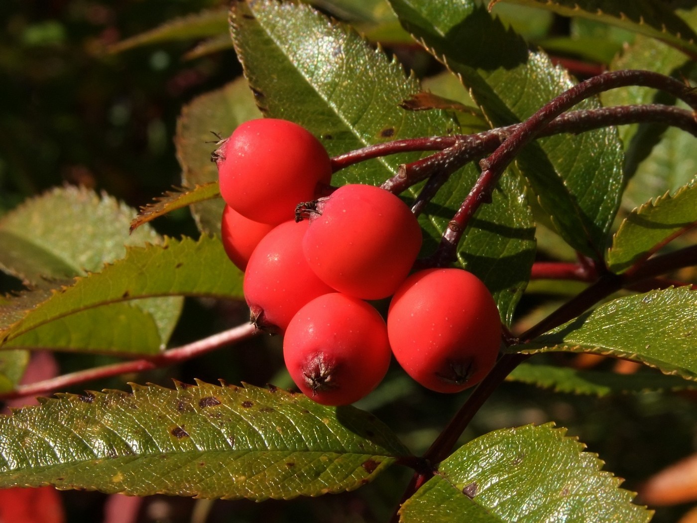 Изображение особи Sorbus sambucifolia.