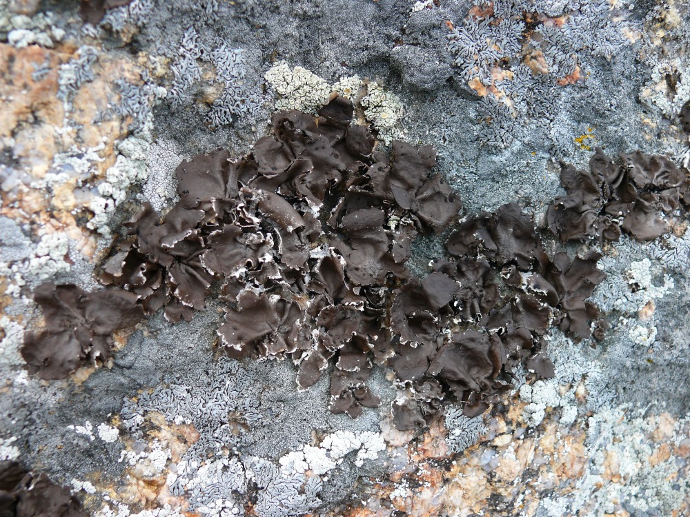 Image of genus Umbilicaria specimen.