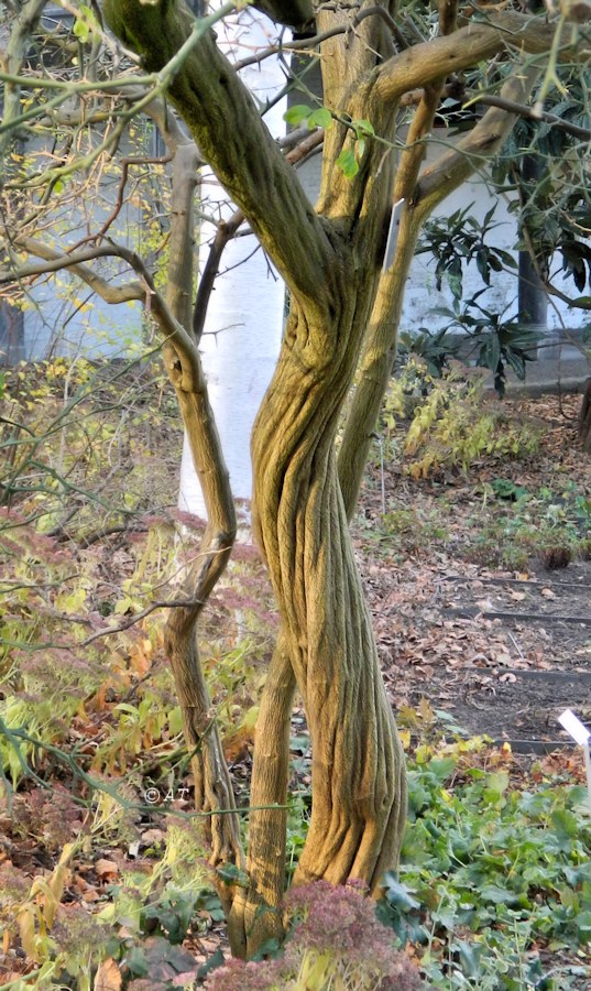 Image of Poncirus trifoliata specimen.