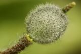 Alyssum simplex