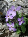 Hesperis steveniana