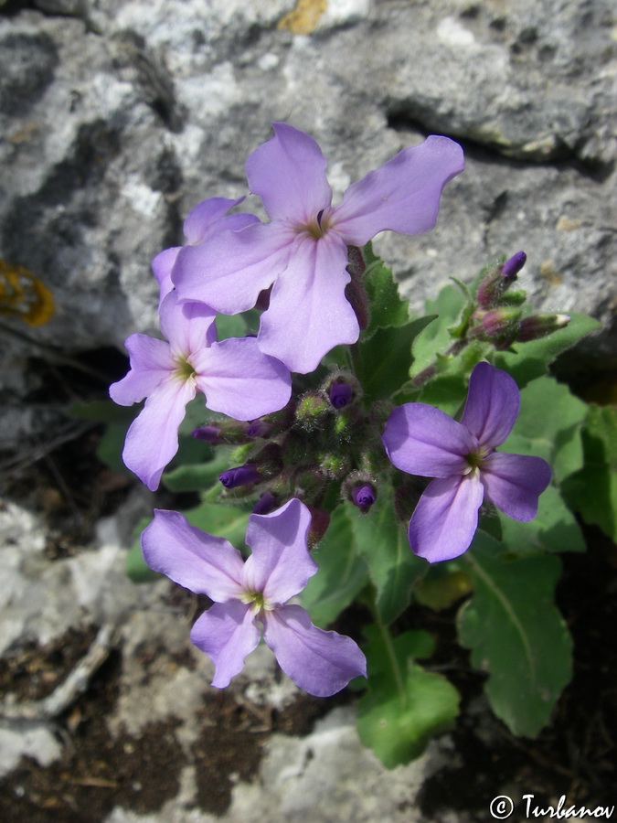 Image of Hesperis steveniana specimen.