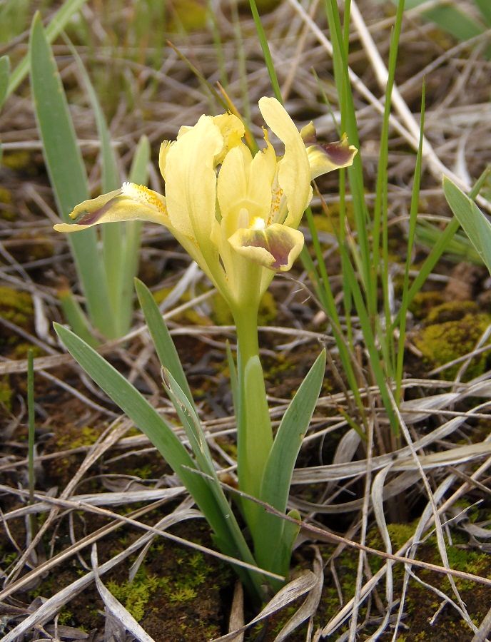 Image of Iris pumila specimen.