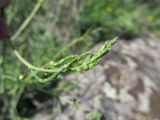 Asparagus officinalis