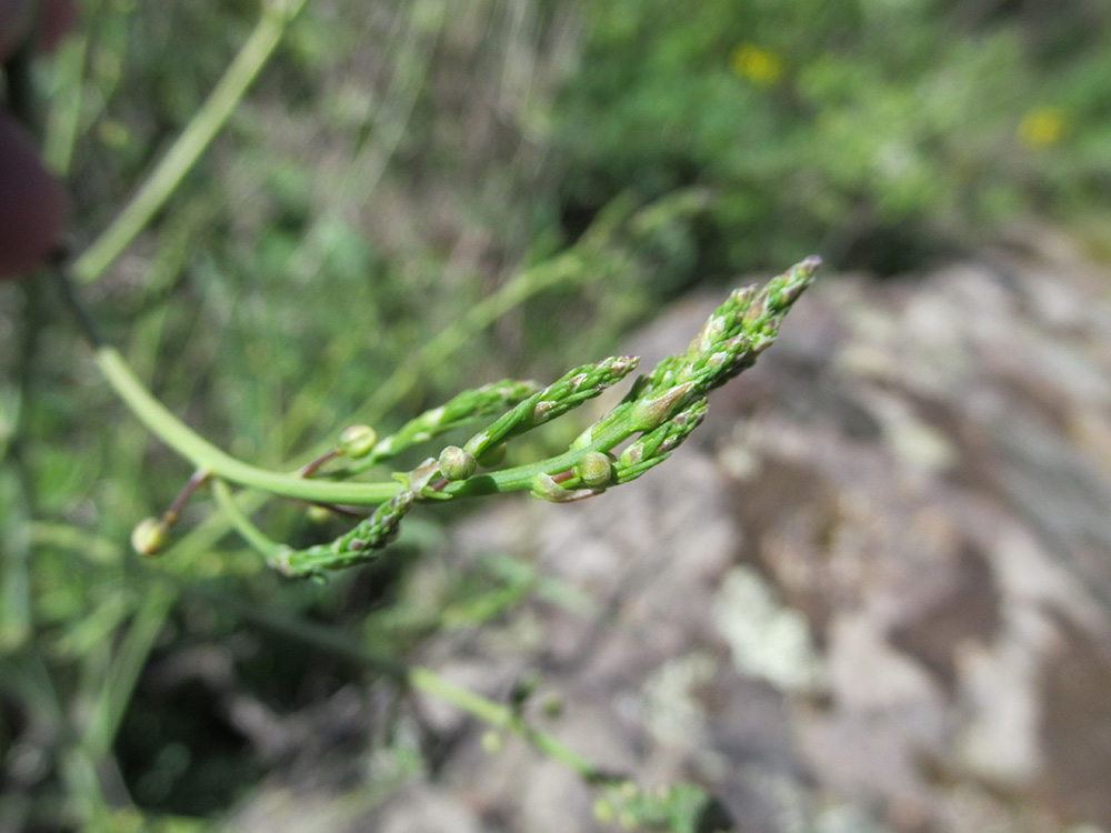 Image of Asparagus officinalis specimen.