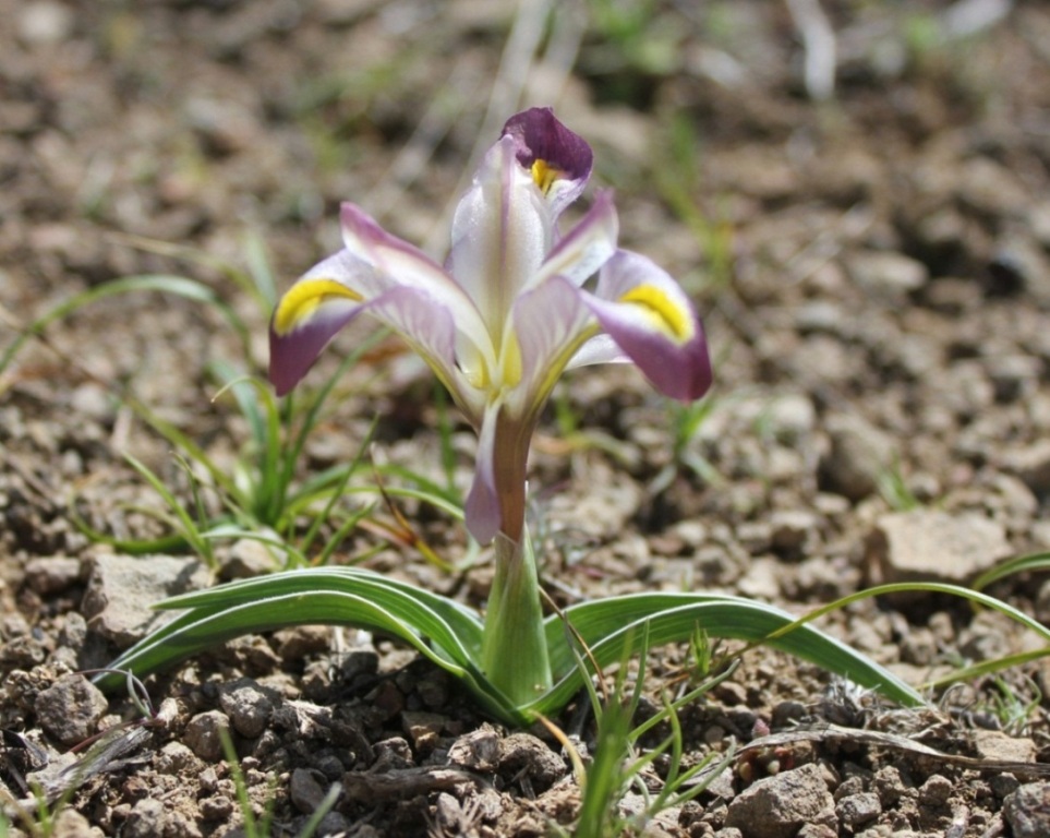 Image of Juno pseudocaucasica specimen.