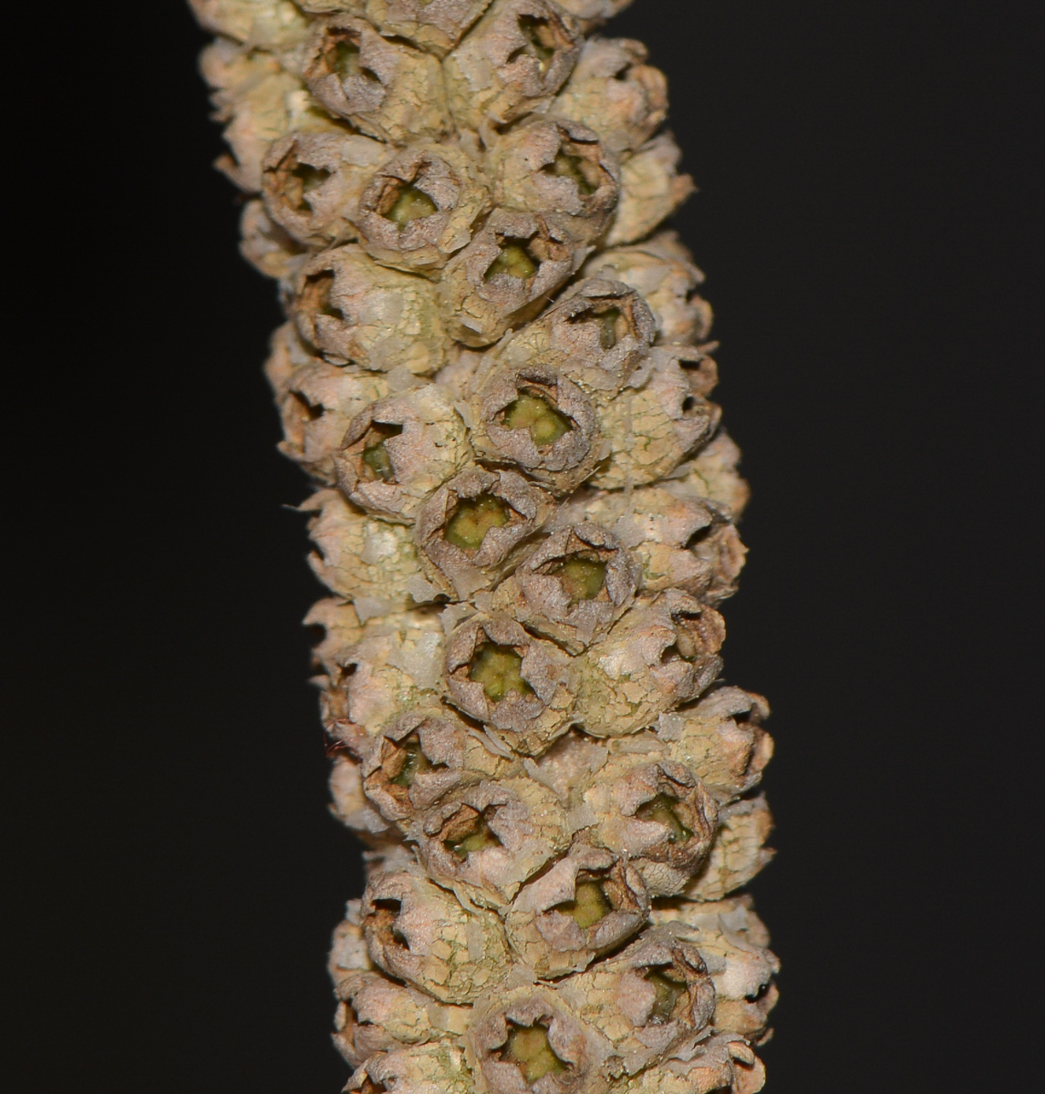 Image of Melaleuca huegelii specimen.