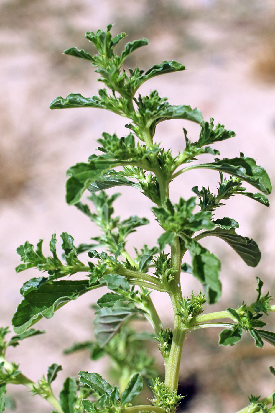 Image of Amaranthus albus specimen.