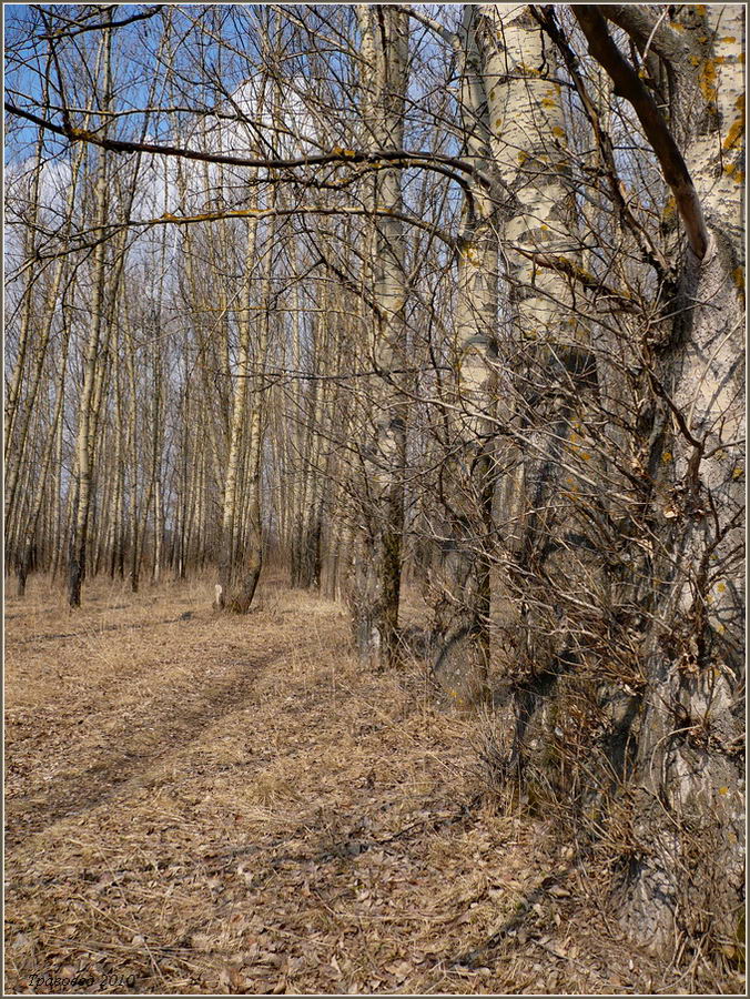 Image of Populus simonii specimen.