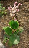 genus Bergenia. Цветущее растение. Грузия, г. Тбилиси, Центральный ботанический сад АН Грузии. 23.04.2017.
