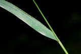 Elymus pendulinus