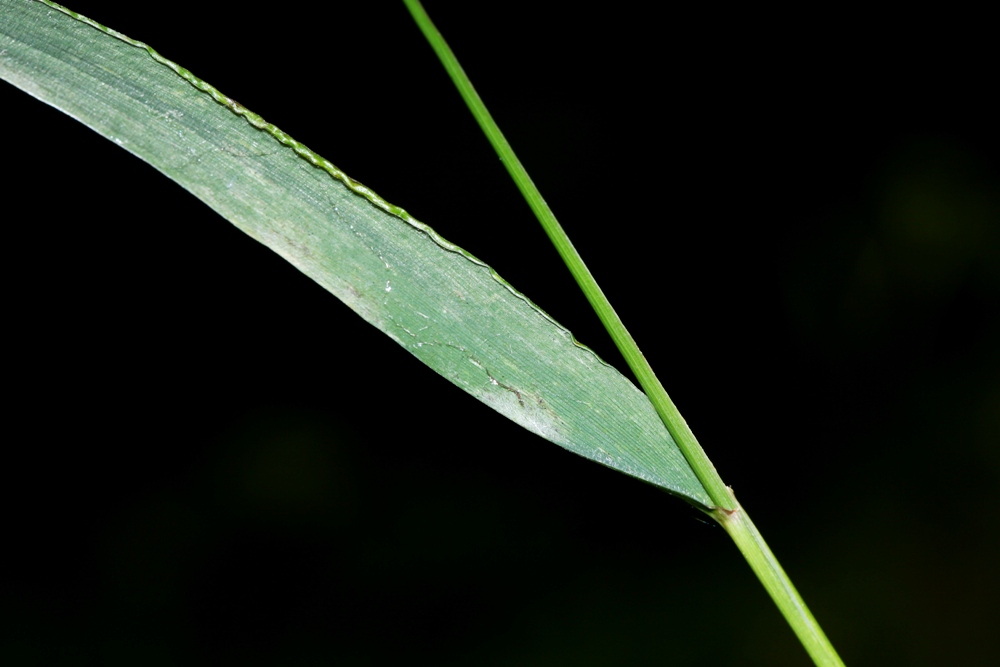 Изображение особи Elymus pendulinus.