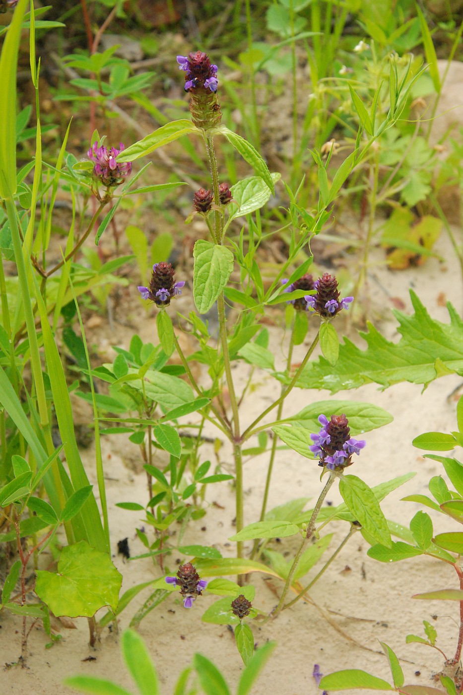 Image of Prunella vulgaris specimen.