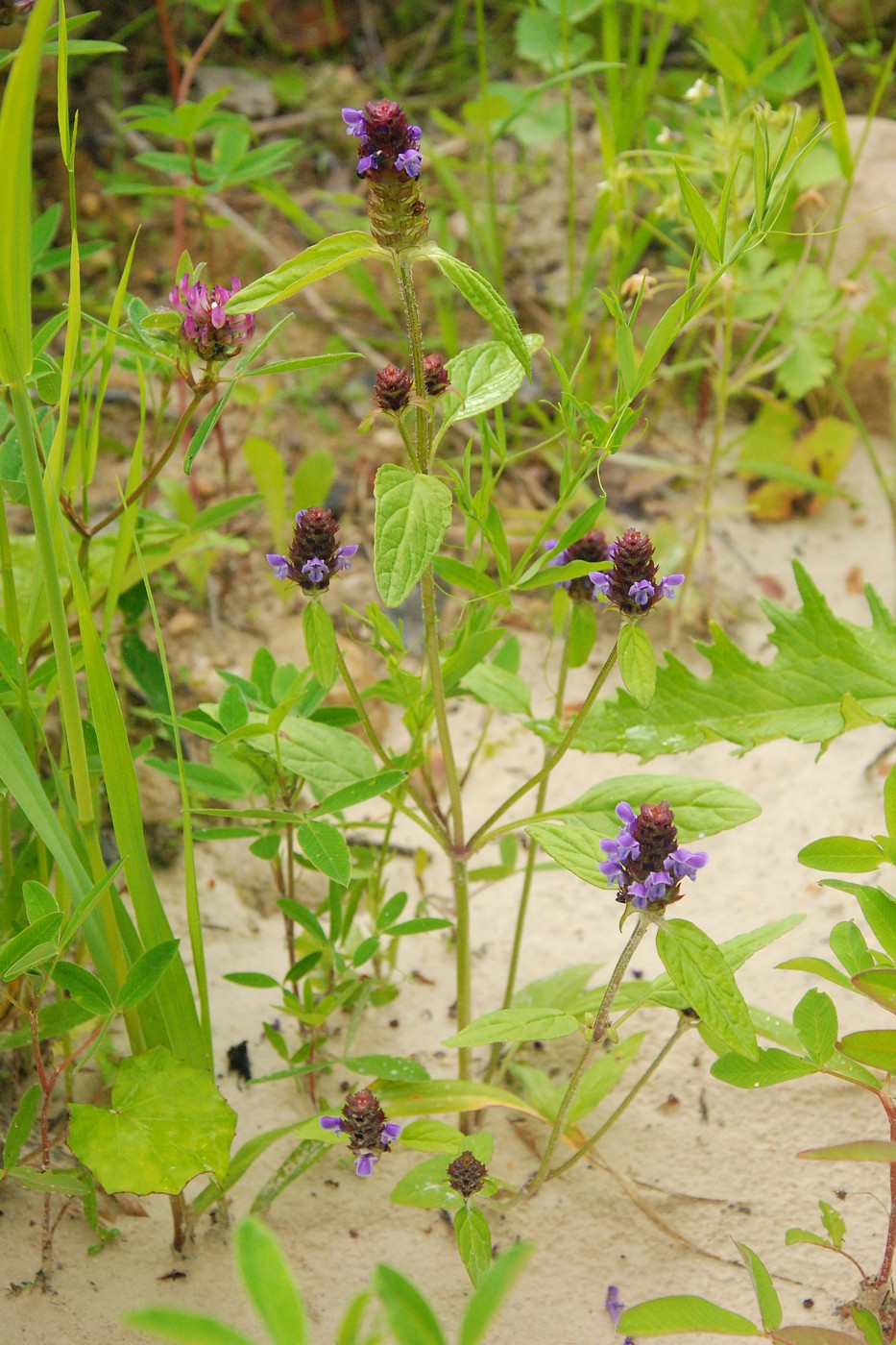 Изображение особи Prunella vulgaris.