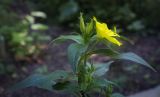 Oenothera pilosella