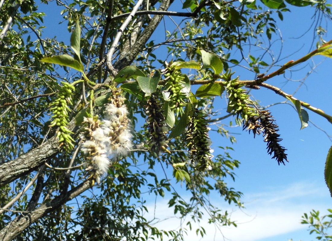 Image of Salix pentandra specimen.