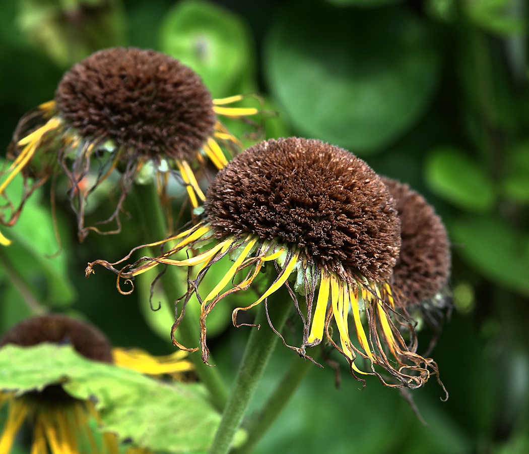 Изображение особи Telekia speciosa.