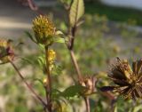 Bidens frondosa