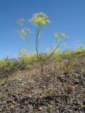 Ferula syreitschikowii. Цветущее растение. Казахстан, Южное Прибалхашье, восточные шлейфы останцев Чу-Илийских гор, выходящие к Южному Прибалхашью, правый берег сух. р. Куйыршак-Шолак. 24 мая 2017 г.