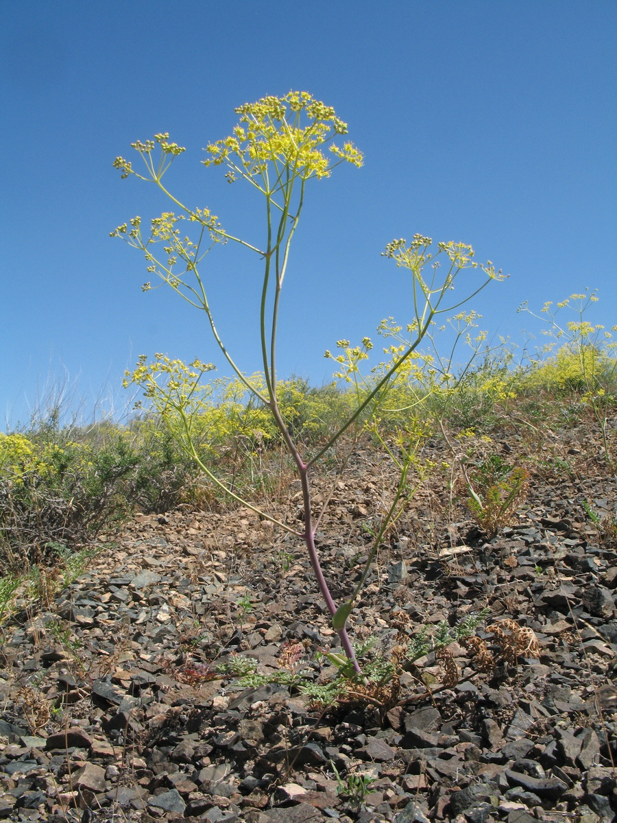 Изображение особи Ferula syreitschikowii.