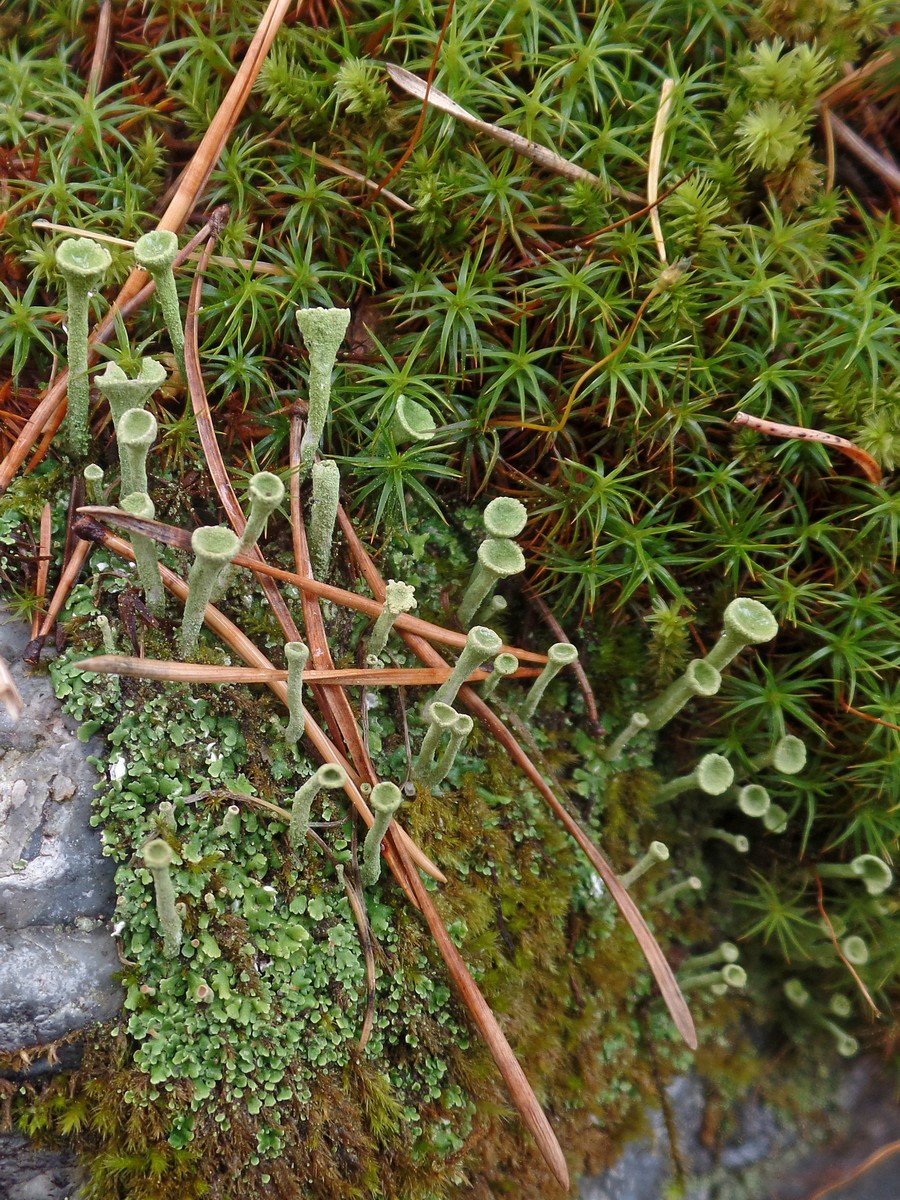 Изображение особи род Cladonia.