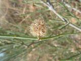 Calligonum bakuense