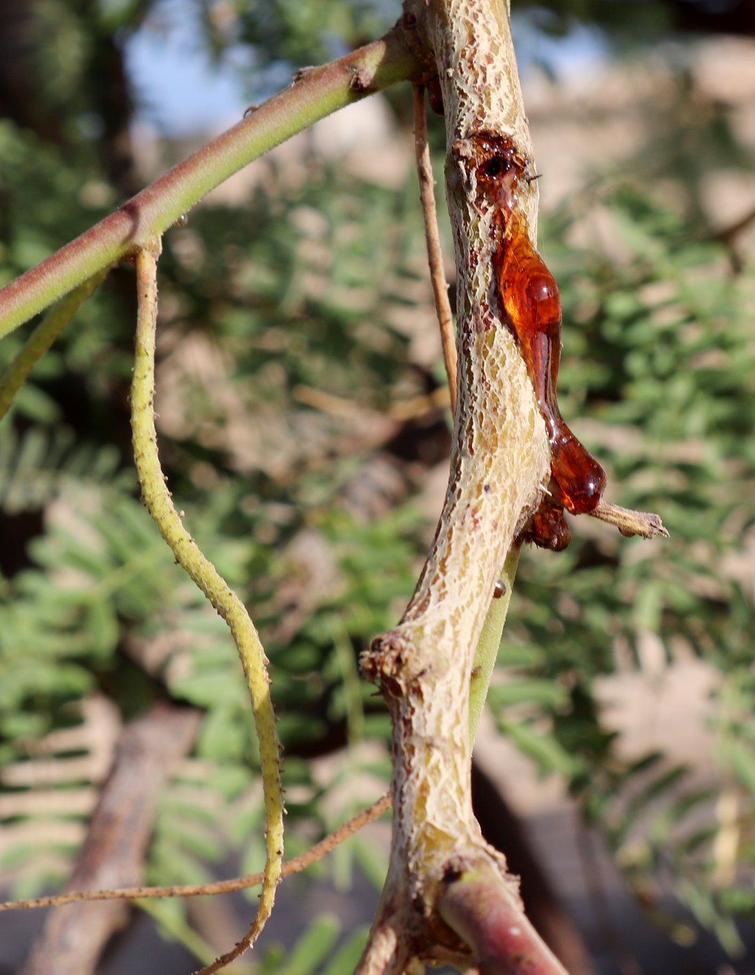 Image of Faidherbia albida specimen.