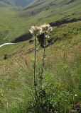 Cirsium obvallatum. Цветущее растение. Кабардино-Балкария, Эльбрусский р-н, долина рек Ирик и Ирикчат, ок. 2500 м н.у.м., субальпийский луг. 28.07.2017.