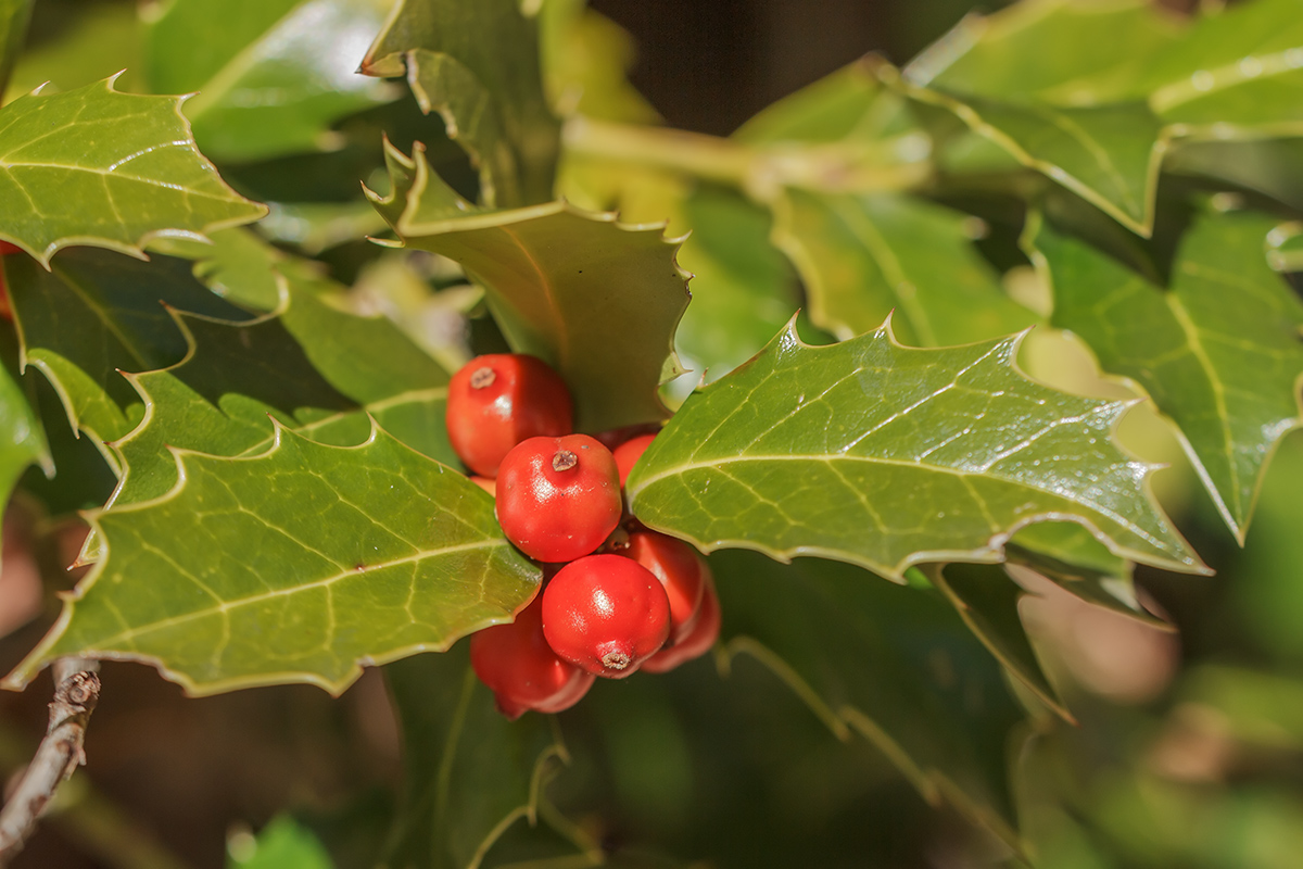 Image of Ilex colchica specimen.