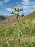 Erigeron khorassanicus. Верхушка зацветающего растения. Южный Казахстан, Таласский Алатау, запов. Аксу-Жабаглы, ущ. Улькен-Каинды, 2050 м н.у.м., лугово-степной пояс. 15 июля 2017 г.