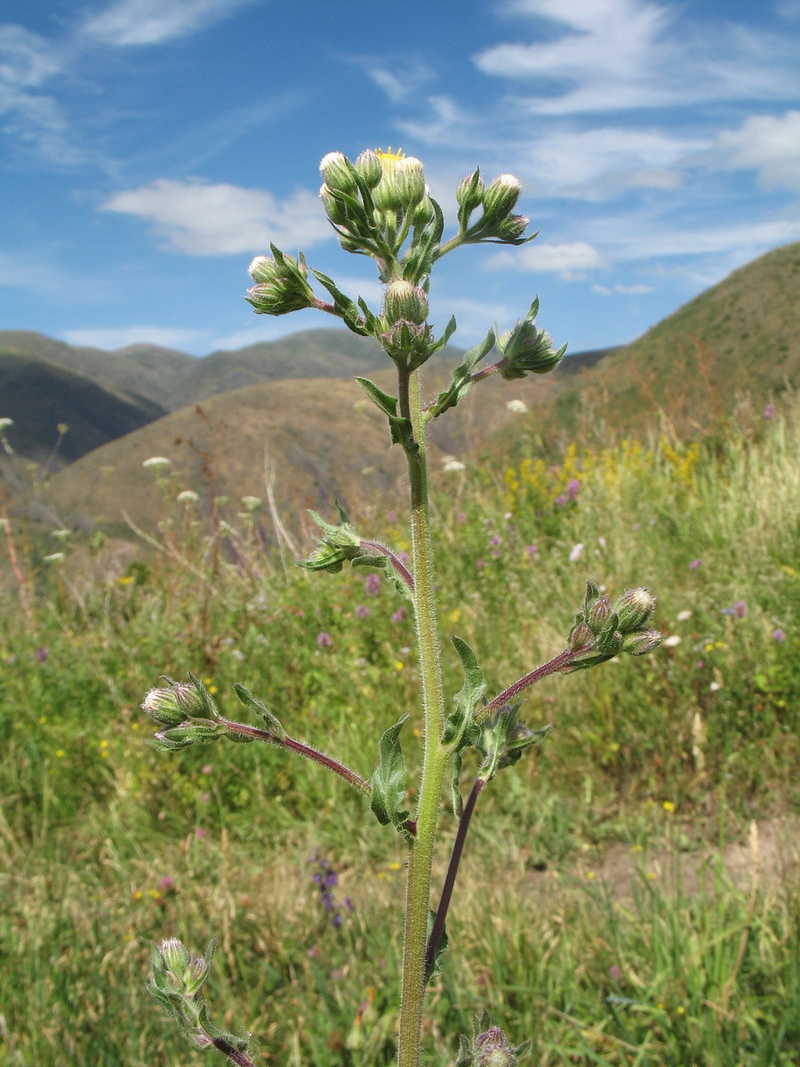 Image of Erigeron khorassanicus specimen.