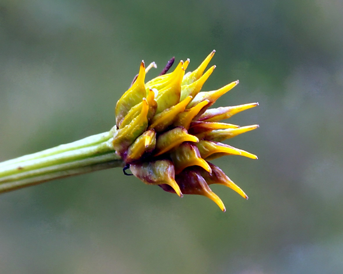 Image of Trollius sibiricus specimen.