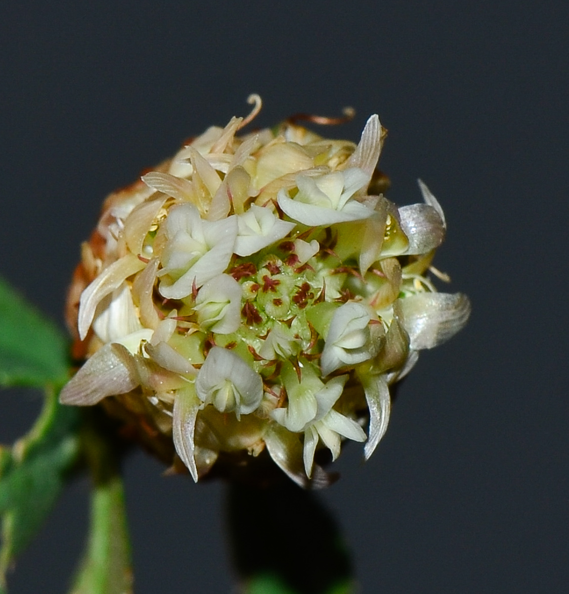 Image of Trifolium argutum specimen.
