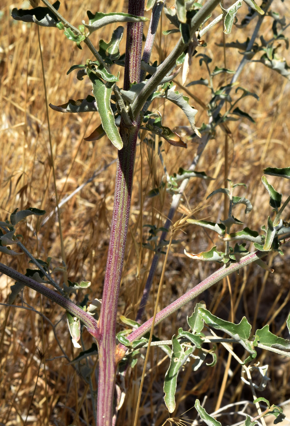 Изображение особи Atriplex aucheri.