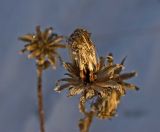 Crepis sibirica. Остатки соплодия. Башкортостан, Белорецкий р-н, склон хребта Инзерские Зубчатки, опушка смешанного леса. 31 декабря 2017 г.