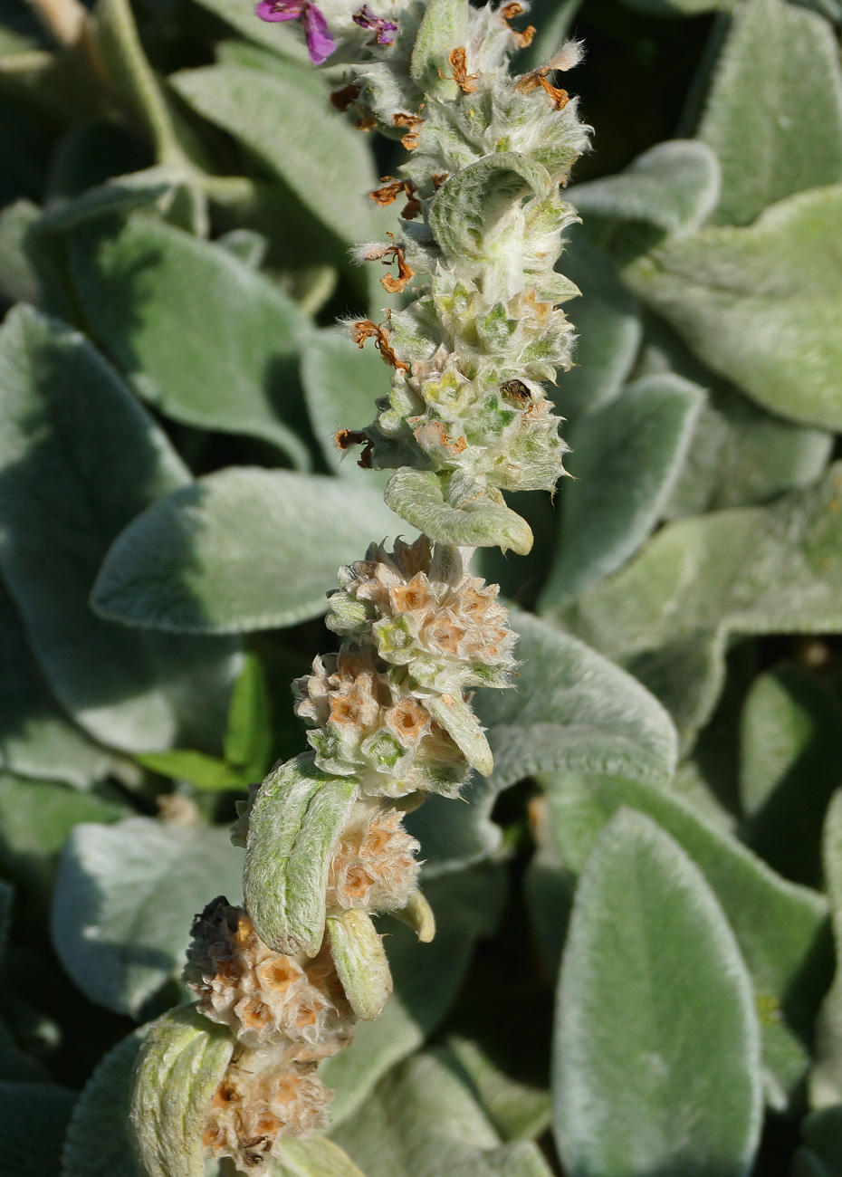 Изображение особи Stachys byzantina.