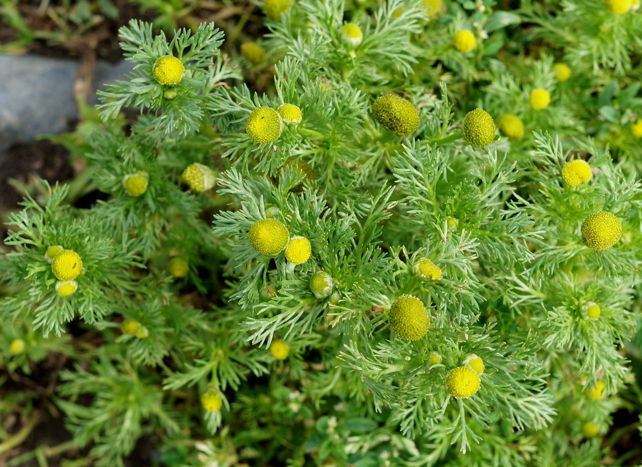 Image of Matricaria discoidea specimen.