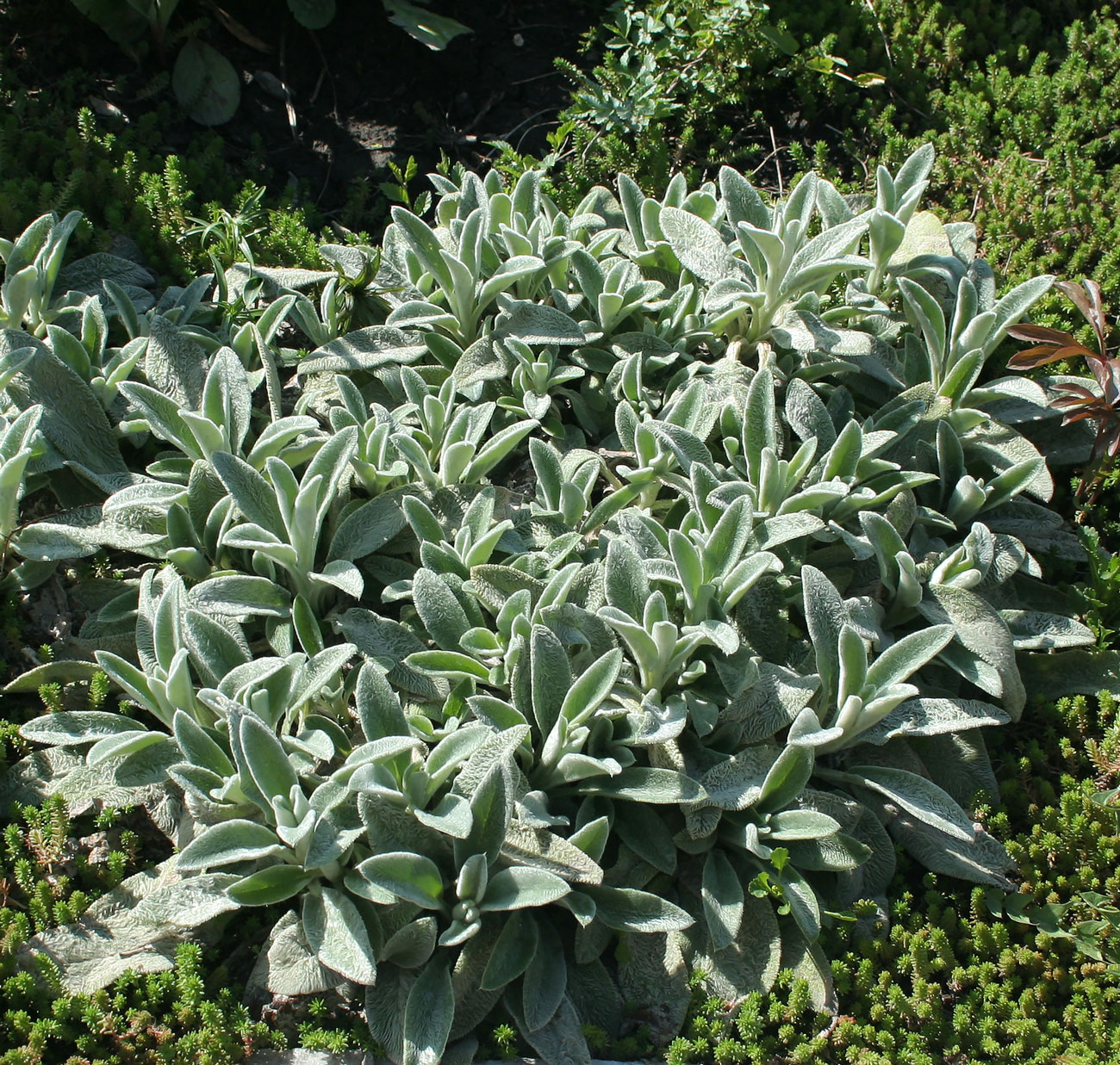 Image of Stachys byzantina specimen.
