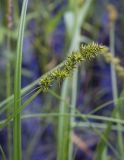 Carex vulpina. Соплодие. Пермский край, г. Пермь, Кировский р-н, низина пойменного луга. 15.07.2017.