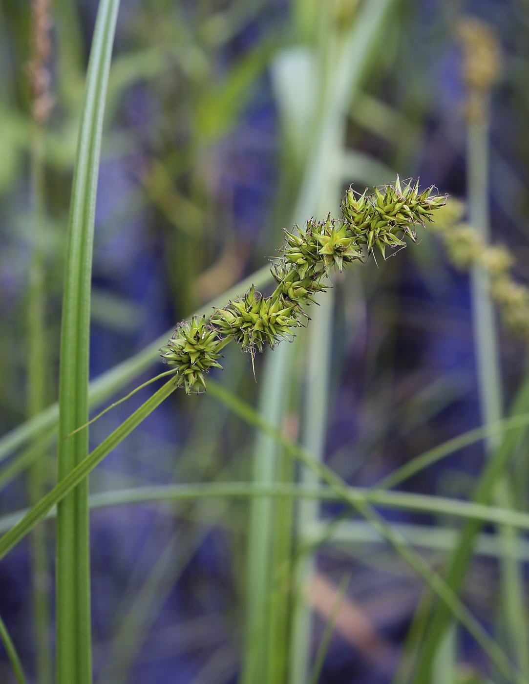 Изображение особи Carex vulpina.