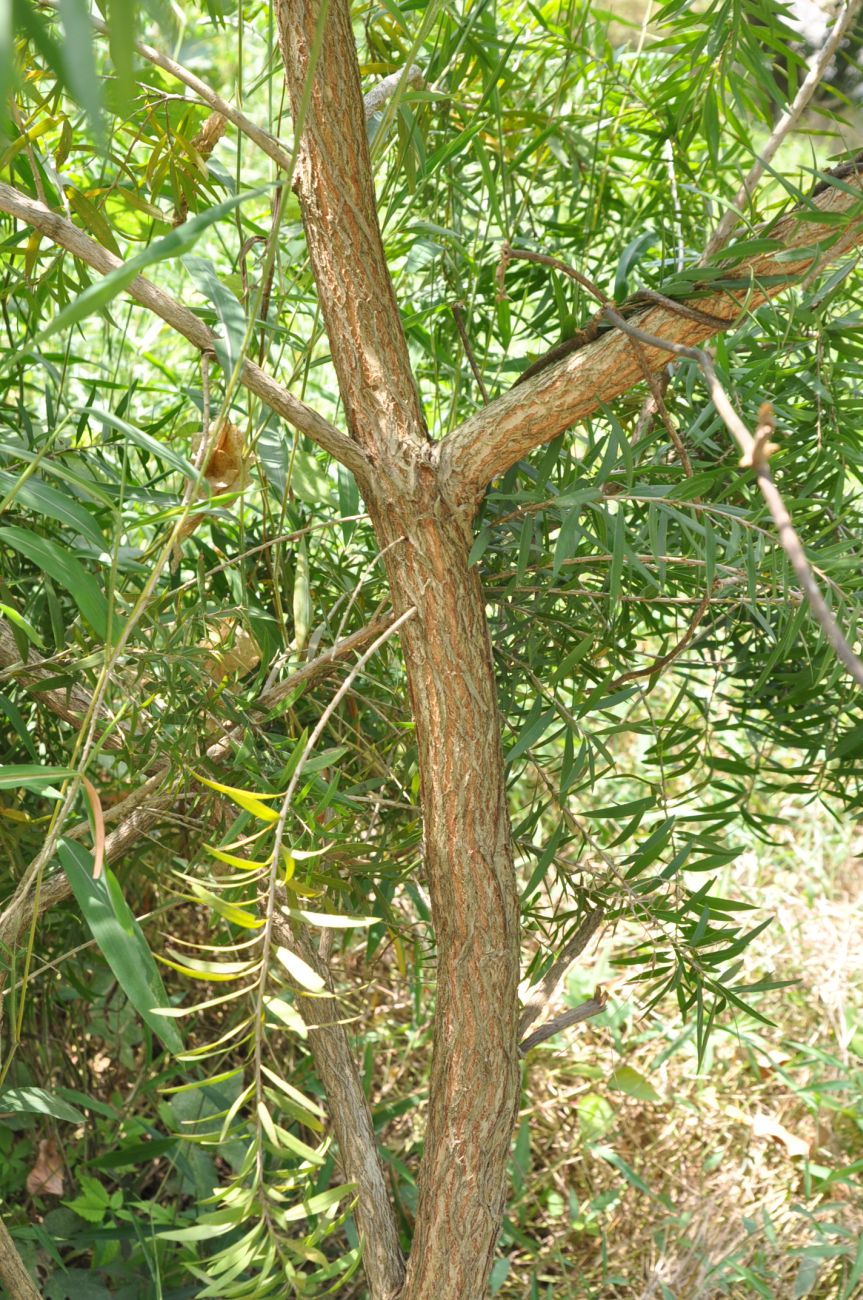 Изображение особи род Callistemon.