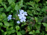 Plumbago auriculata. Верхушка побега с соцветием. Малайзия, Куала-Лумпур, в культуре. 13.05.2017.