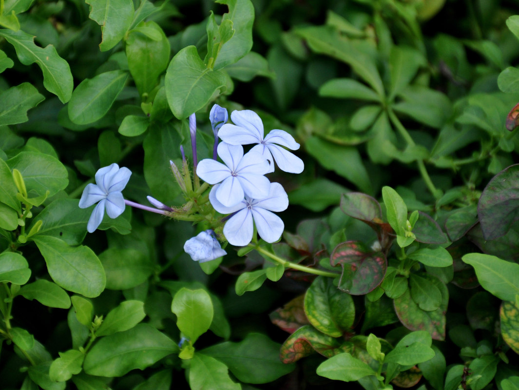 Image of Plumbago auriculata specimen.