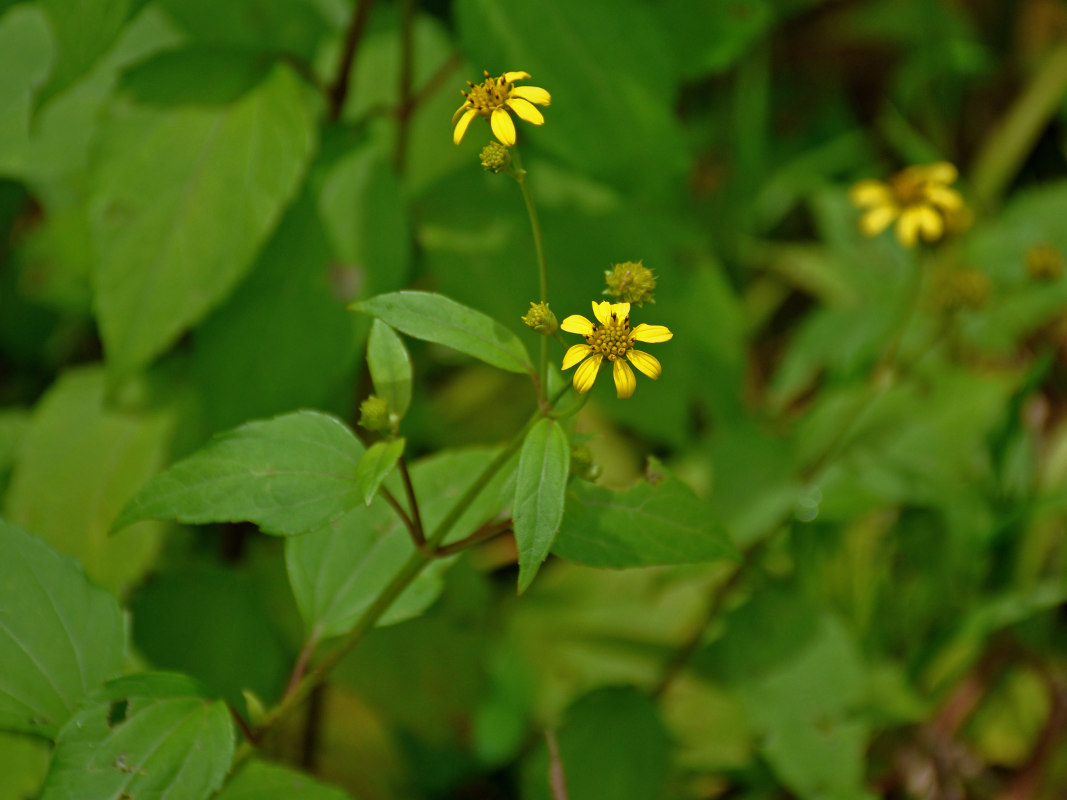 Image of Melanthera biflora specimen.