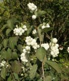 Symphoricarpos albus var. laevigatus