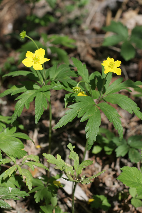 Image of Anemone ranunculoides specimen.