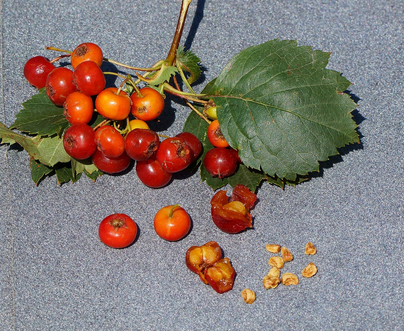 Изображение особи Crataegus chlorocarpa.