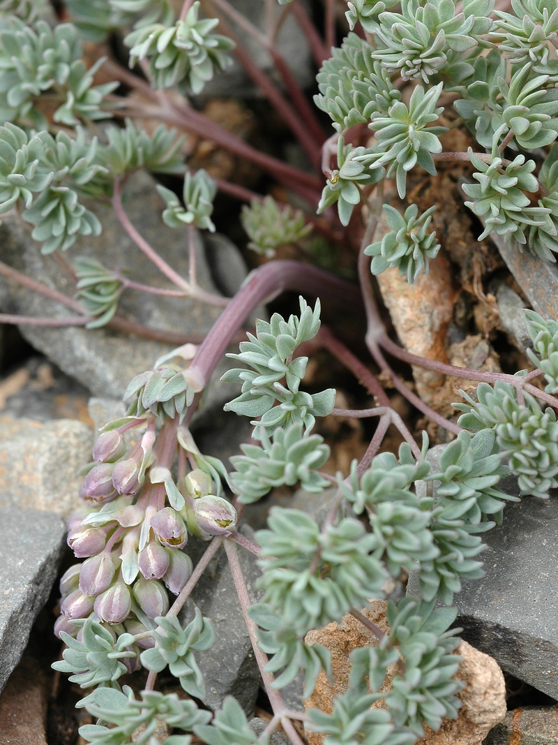 Image of Thalictrum isopyroides specimen.